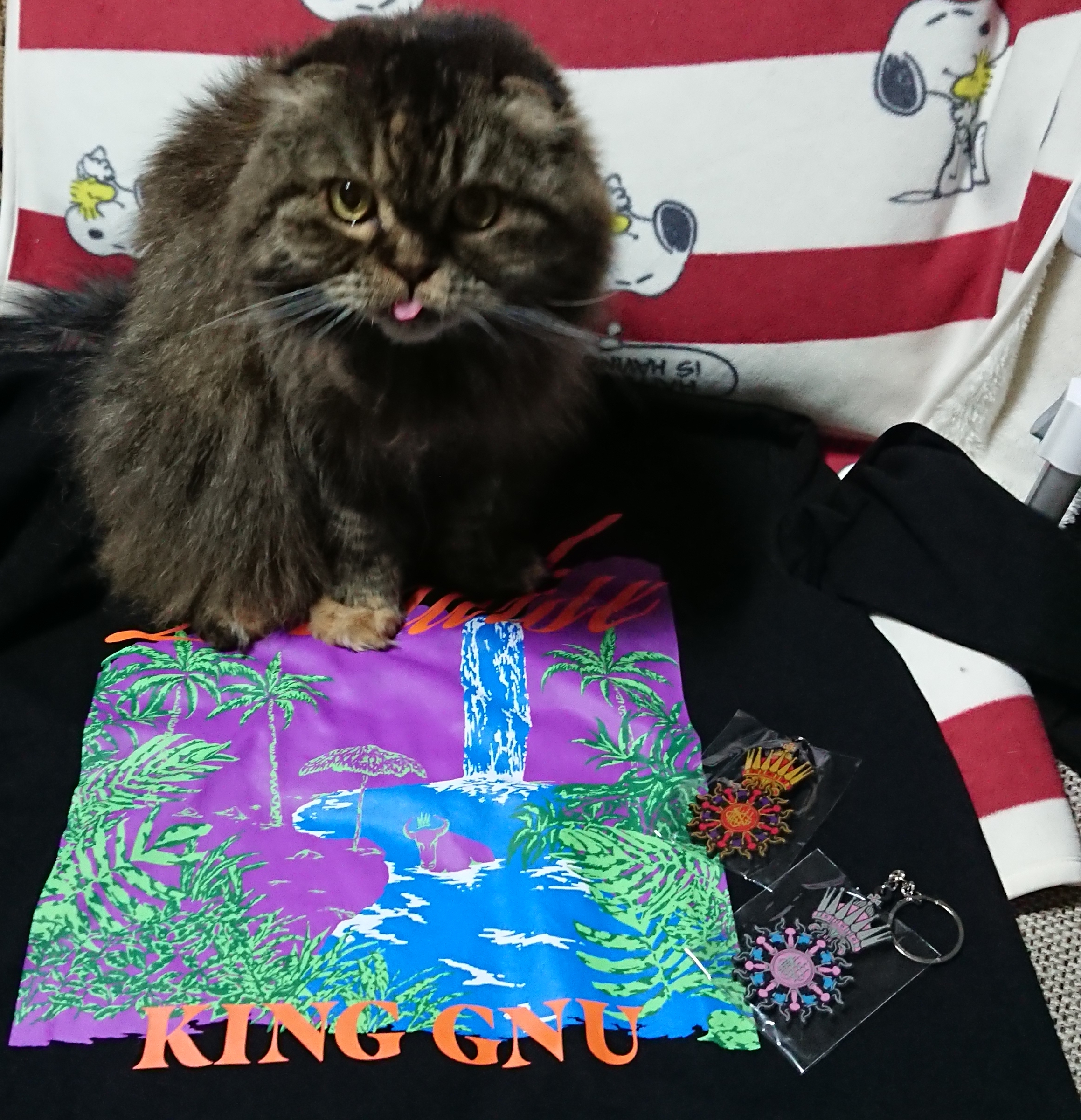Kinggnuグッズと猫